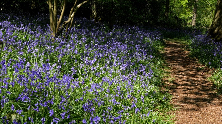 A border of vibrant bluebells beside a winding woodland path.